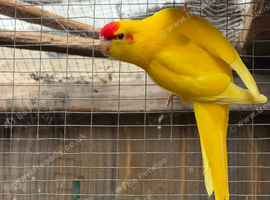 Stunning Kakarikis