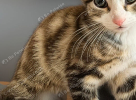 kittens looking for a forever loving home