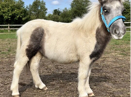 7month old colt shetland