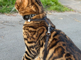 Bengal Cat Loving, Fully Trained & equipped