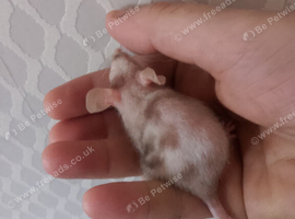 7 Female Mice Ready To Go From Next Friday  &pound;10 A Pair