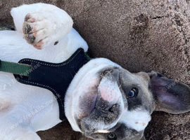 2 year old French Bulldog