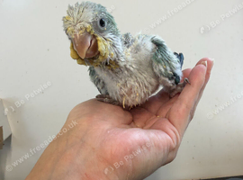 Silly Tame Hand-Reared Blue Quaker Parrot For Sale