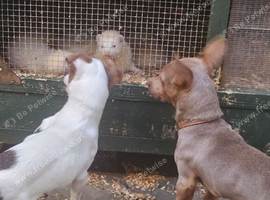 Ferrets for sale whites