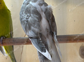 Cockatiels