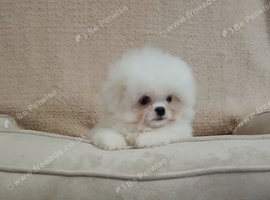 Shih tzu / Maltese Mix 1 Left!