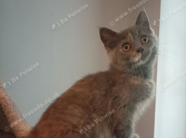 Short haired kittens ready now