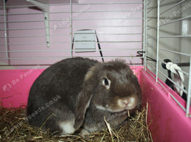 Mini lion lop and cage