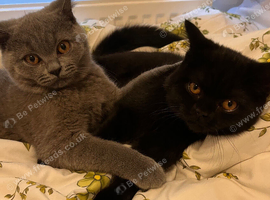 Purebred British Shorthair Kitten