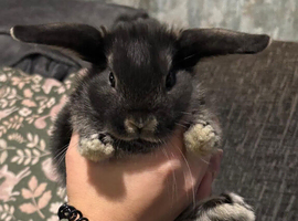 Mini Lops