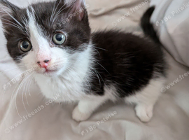 Female kitten for sale