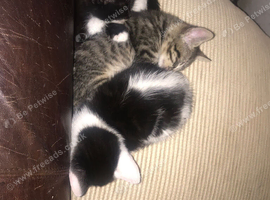 4 female and 2 male cats ready for a loving home