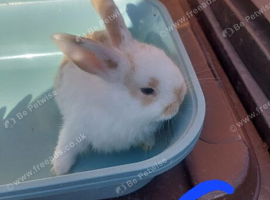 2 girls mini lops