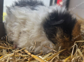 Baby Texel Guinea pigs. Waiting list open