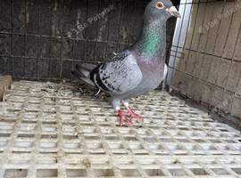 A male pigeon for sale