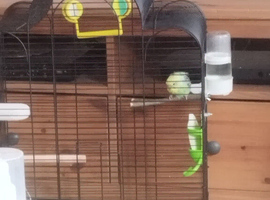 budgie bundle
