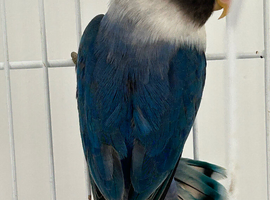 Single love bird