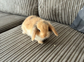 Two mini lop babies
