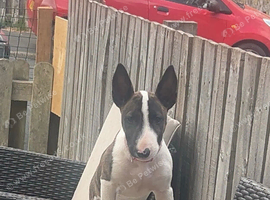 English bull terrier bitch
