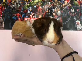 guinea pigs