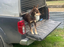 My beloved kelpie