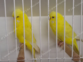 Exposition Budgies