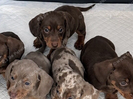 Miniature dachshund puppies for spa e