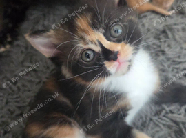 Litter of 2 gorgeous girls