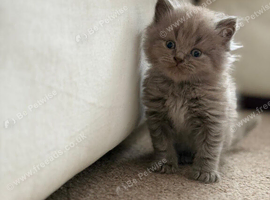 ONE BOY LEFT  British shorthairs available