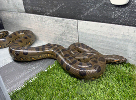 GREEN ANACONDAS