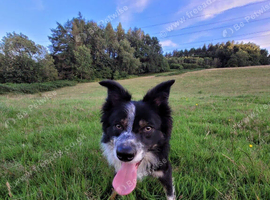 5 Year Old Border Collie Toby