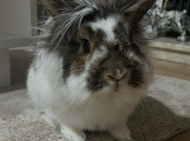 Male rabbit