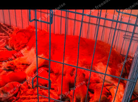 CAVAPOO PUPS F1 REDS PARANTS DNA TESTED