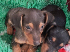 Wirehaired dashound tekel pups