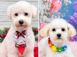 Beautiful Bichon Frise Puppies - 3 Girls & 1 Boy Available