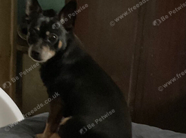 Beautiful male chihuahua