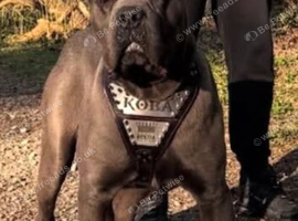 Cerberus Cane Corso