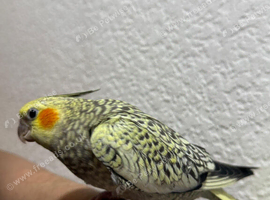 Maggie
