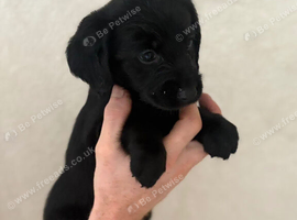 Labradoodle pups