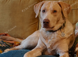 Rare Champagne Labrador stud