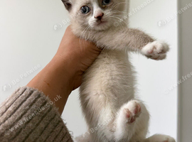 Kitten one remaining