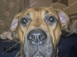 Dobby 2 years old