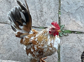 Serama rooster 12 week