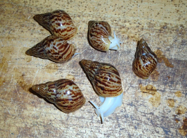 RETIC GIANT AFRICAN LAND SNAILS