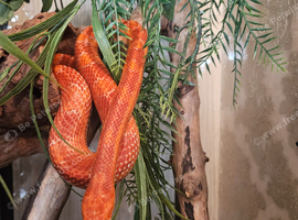Tw adult cornsnakes for sale