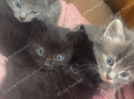 Beautiful ragdoll kittens urgently need a home