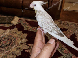Hand rear cockatiels