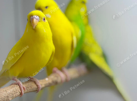 Budgies