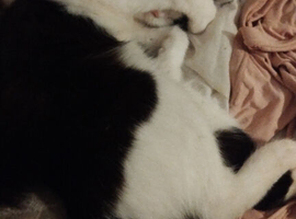 Female cat