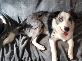 BLUE MERLE BORDER COLLIE GIRL